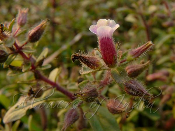 Rice Paddy Herb